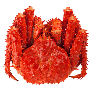 Centolla Inteira Até 2,2 kg